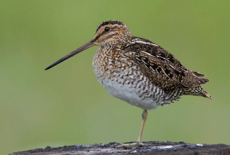 Shorebirds in Florida