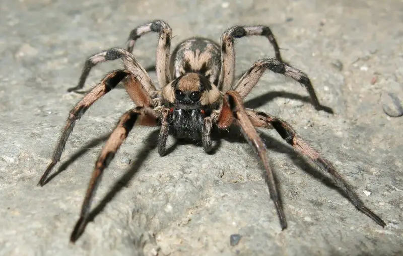 Venomous Spiders in New Mexico