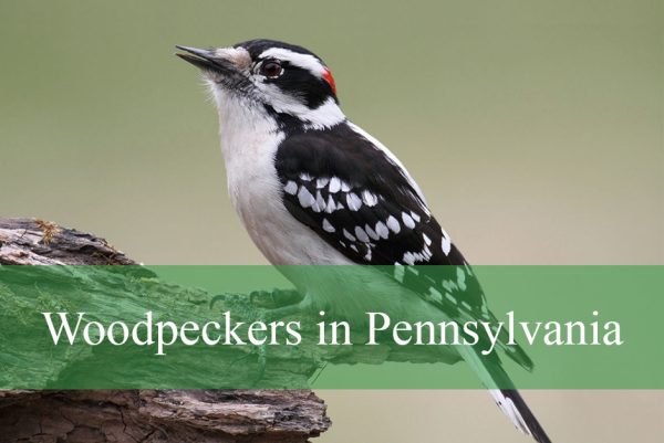 Woodpeckers Found in Pennsylvania