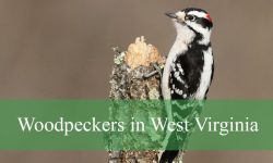 8 Woodpeckers in West Virginia (Pictures and Identification)