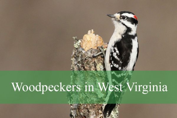 Woodpeckers in West Virginia