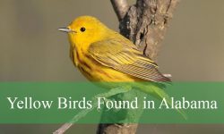 22 Yellow Birds in Alabama (With Pictures and Identification)
