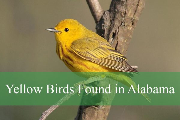 Yellow Birds Found in Alabama