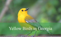 20 Yellow Birds in Georgia (With Pictures and Identification)