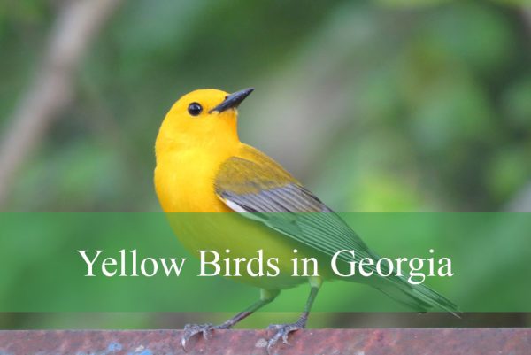 Yellow Birds in Georgia