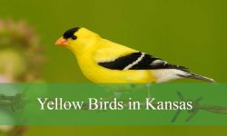 40 Types of Yellow Birds in Kansas (Pictures and Identification)
