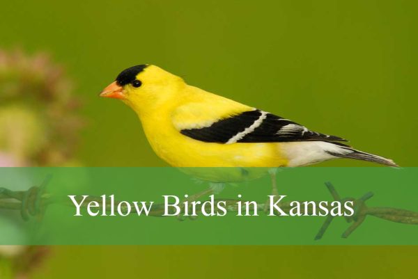 Yellow Birds in Kansas