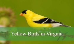 39 Yellow Birds in Virginia (With Pictures and Identification)