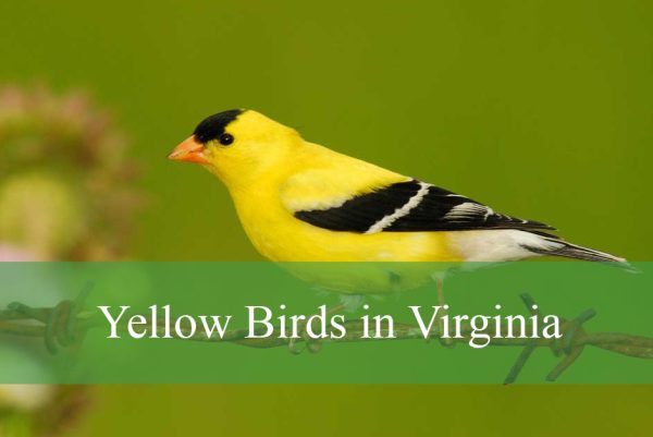 Yellow Birds in Virginia