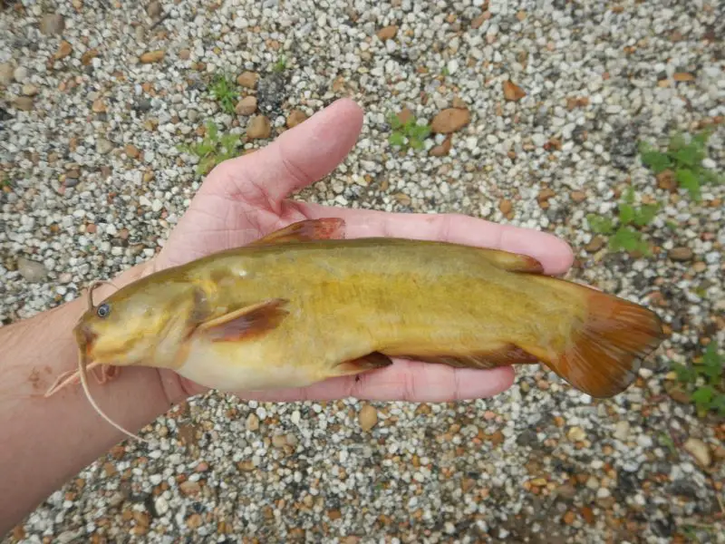types of fish in florida