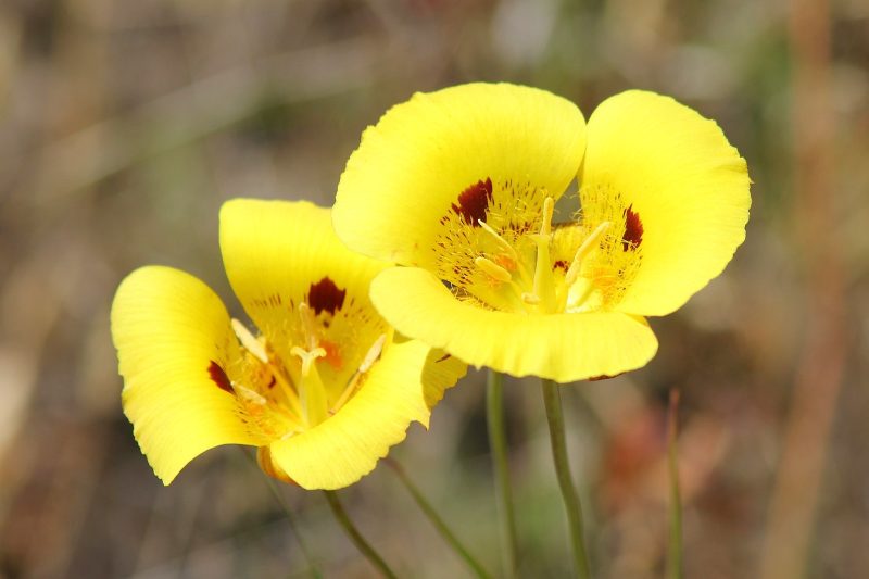 Wildflowers in California