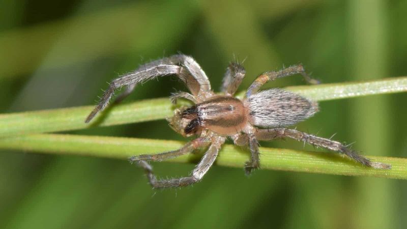 bugs in California
