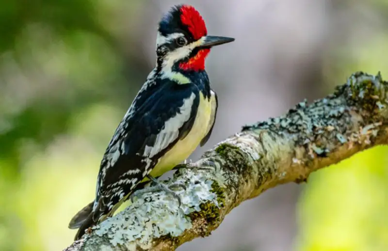 Woodpeckers in Minnesota