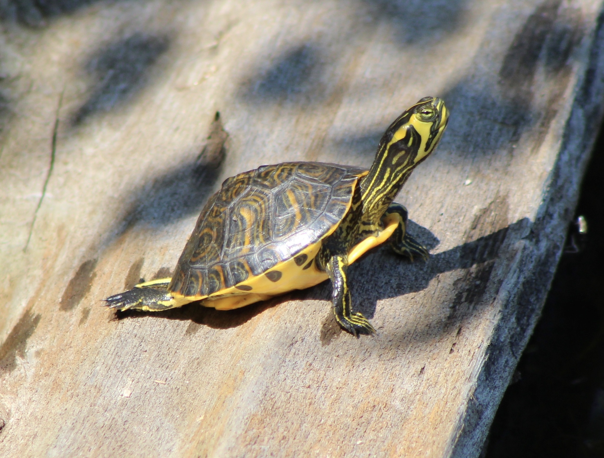 Types of Turtles in Florida