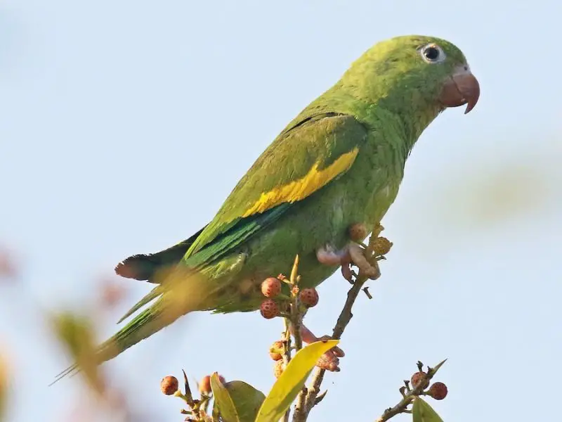 Parrots in California