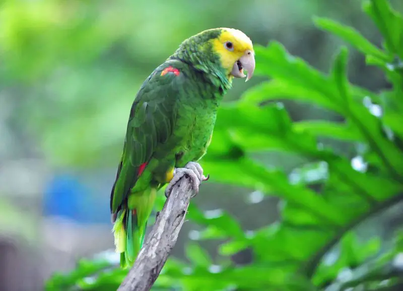 Parrots in California