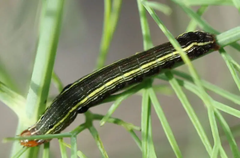 Types of Caterpillars in Texas
