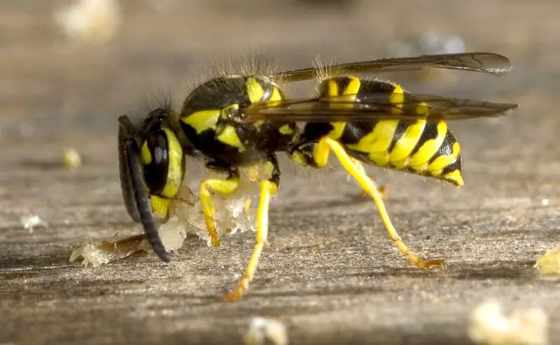 bugs in California