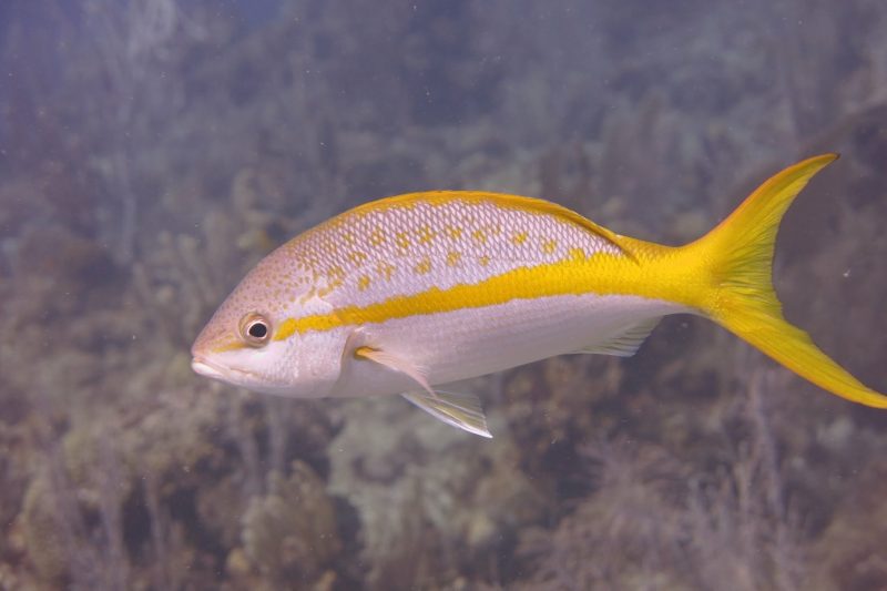 Types of Fish in Florida