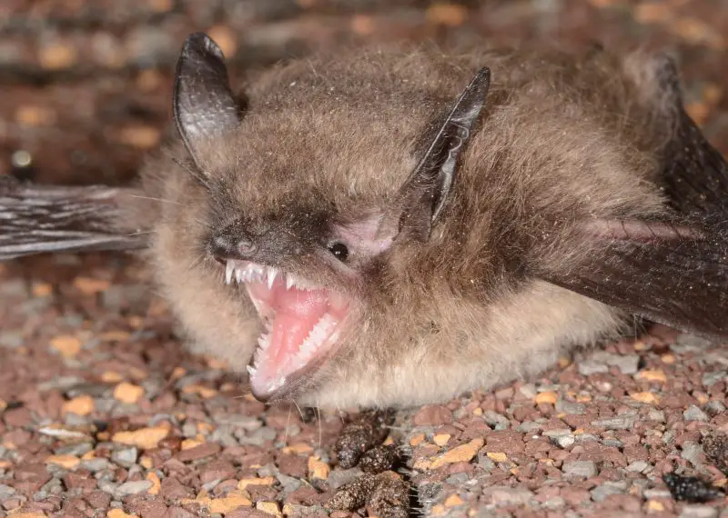 Types of Bats in Idaho