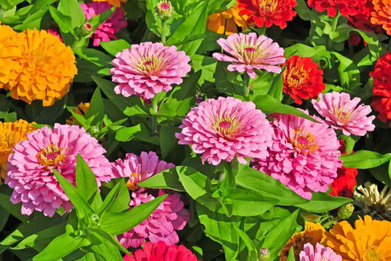 Best Flowers to Grow in Georgia