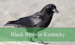 13 Black Birds in Kentucky (With Pictures and Identification)