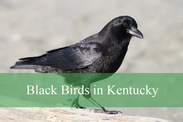 American Crow