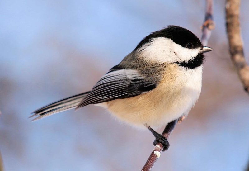 Small Birds in Maine
