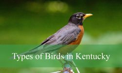 25 Types of Birds in Kentucky (Pictures and Identification)