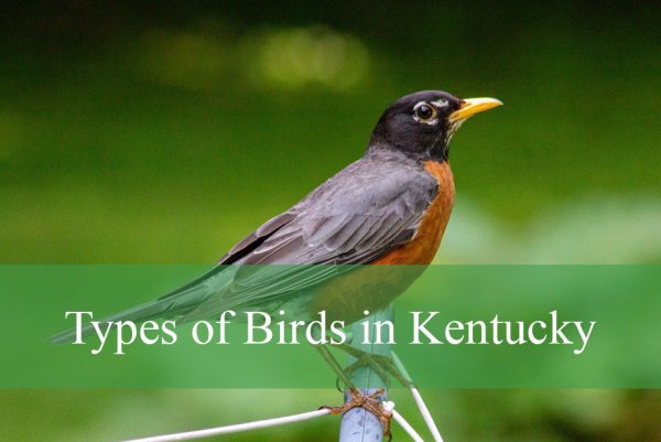types of birds in kentucky