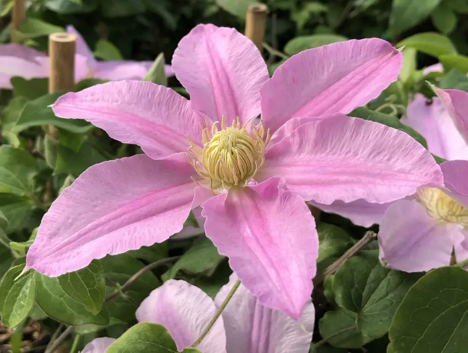 Types of Clematis Plants