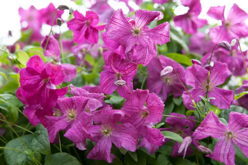 Types of Clematis Plants