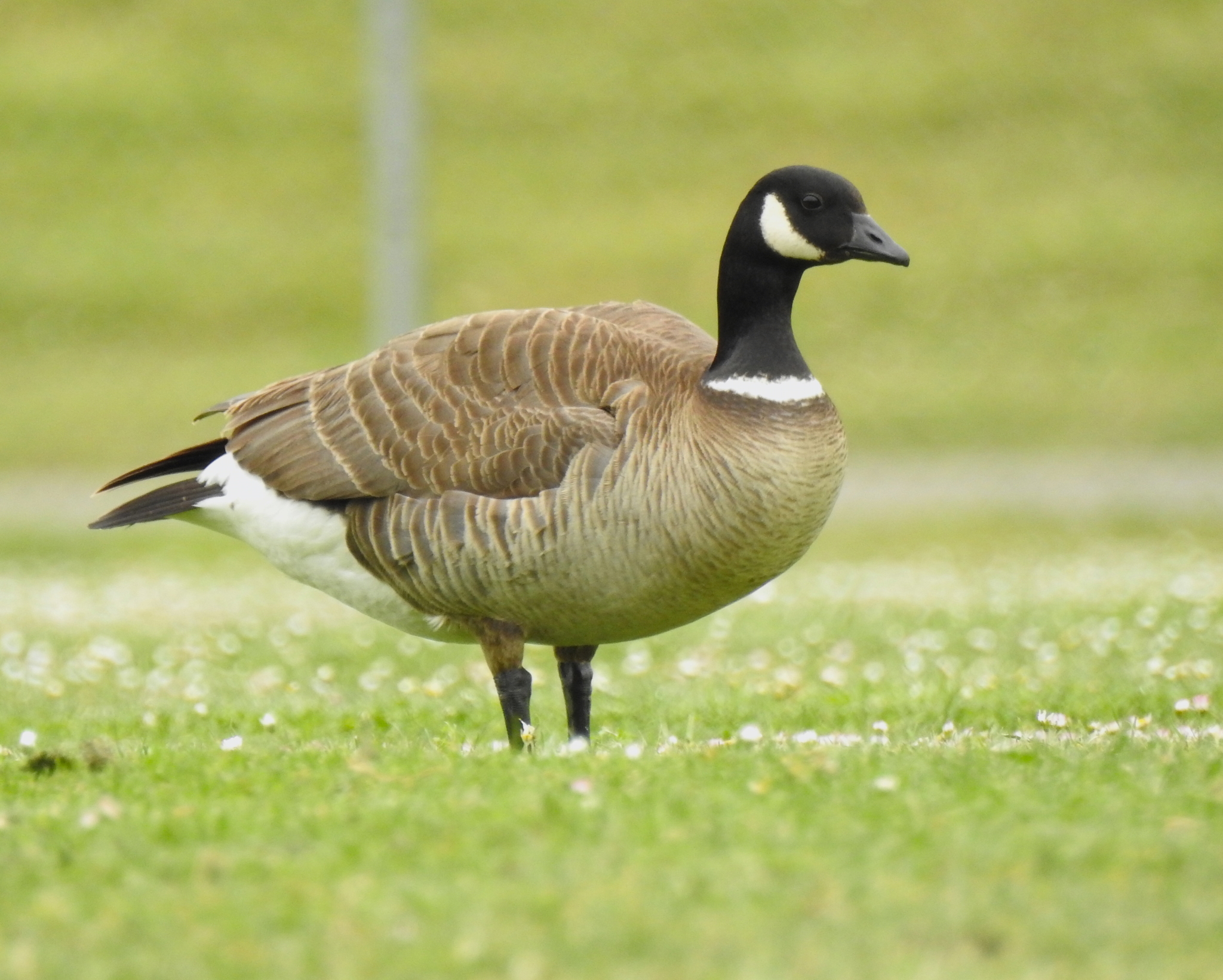 Geese in Texas