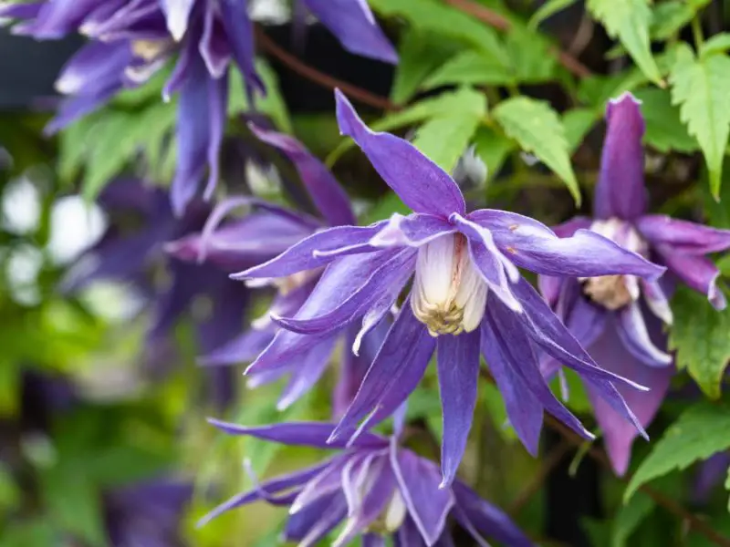 Types of Clematis Plants
