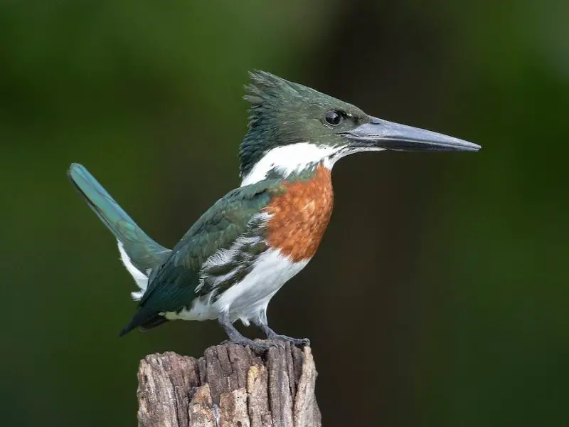 Rare Birds of Texas