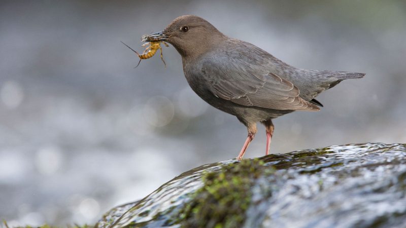 Mountain Birds of California