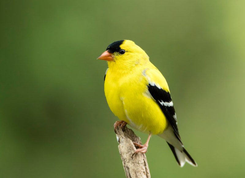 Backyard Birds in Florida