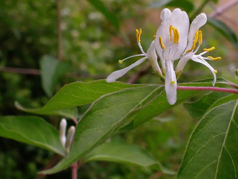 Types of Honeysuckle Plants