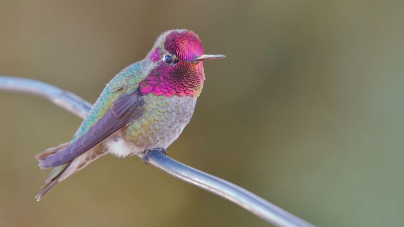 Backyard Birds in California