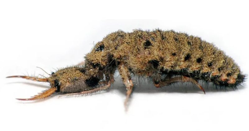 Bugs in Texas