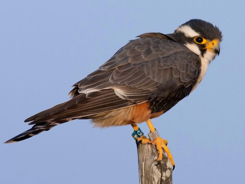 Rare Birds of Texas