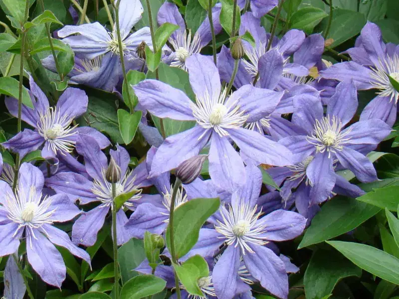 Types of Clematis Plants