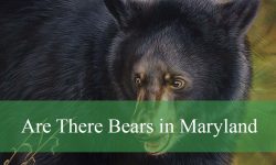 Are There Bears in Maryland? You Might Be Surprised