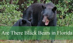 Are There Black Bears in Florida? Facts You Need to Know