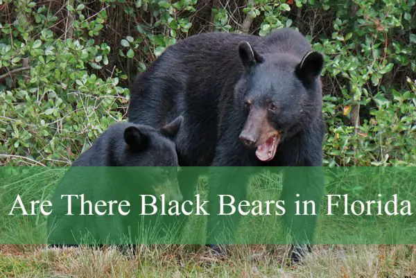 Are There Black Bears in Florida