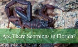 Are There Scorpions in Florida? Everything You Should Know