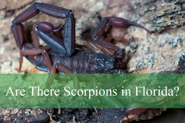 Are There Scorpions in Florida