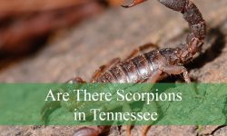 Are There Scorpions in Tennessee? Facts That May Surprise You