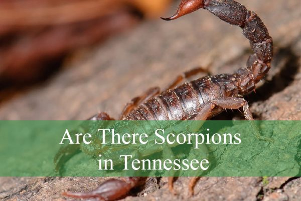 Are There Scorpions in Tennessee