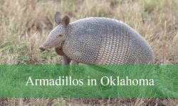 Why Are Armadillos in Oklahoma Expanding Northward?